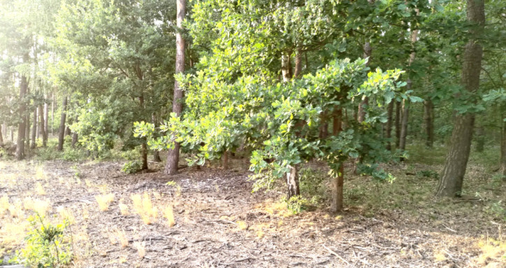 Działka Sprzedaż Warszawa Wawer 8